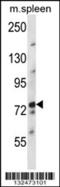 Nuclear FMR1 Interacting Protein 2 antibody, 57-125, ProSci, Western Blot image 