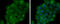 Thrombomodulin antibody, GTX108277, GeneTex, Immunofluorescence image 