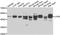  antibody, A7364, ABclonal Technology, Western Blot image 