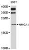 High Mobility Group AT-Hook 1 antibody, LS-C746786, Lifespan Biosciences, Western Blot image 