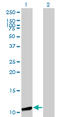 General Transcription Factor IIA Subunit 2 antibody, LS-C197376, Lifespan Biosciences, Western Blot image 