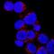 BCL2 Associated Agonist Of Cell Death antibody, MAB6405, R&D Systems, Immunocytochemistry image 