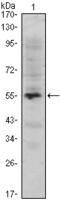PWWP Domain Containing 3A, DNA Repair Factor antibody, M02544, Boster Biological Technology, Western Blot image 