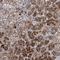 Nucleoside diphosphate kinase 7 antibody, HPA038014, Atlas Antibodies, Immunohistochemistry frozen image 