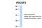 POU Class 3 Homeobox 3 antibody, PA5-40643, Invitrogen Antibodies, Western Blot image 