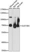 Guanylate cyclase soluble subunit beta-1 antibody, LS-C750246, Lifespan Biosciences, Western Blot image 