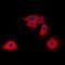 M-phase inducer phosphatase 2 antibody, orb48013, Biorbyt, Immunofluorescence image 