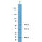 Vascular Endothelial Growth Factor C antibody, AF752, R&D Systems, Western Blot image 