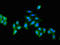 Heat Shock Protein Family A (Hsp70) Member 4 antibody, orb48388, Biorbyt, Immunofluorescence image 
