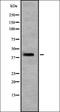 Ras Association Domain Family Member 7 antibody, orb335065, Biorbyt, Western Blot image 