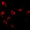 Transgelin antibody, orb382068, Biorbyt, Immunofluorescence image 