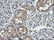 HRas Proto-Oncogene, GTPase antibody, LS-C174469, Lifespan Biosciences, Immunohistochemistry frozen image 
