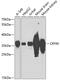 Crystallin Mu antibody, GTX64761, GeneTex, Western Blot image 