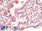 Serine Peptidase Inhibitor, Kazal Type 7 (Putative) antibody, LS-B9599, Lifespan Biosciences, Immunohistochemistry paraffin image 