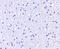 APC1 antibody, 5717, ProSci, Immunohistochemistry frozen image 