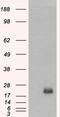 BAALC Binder Of MAP3K1 And KLF4 antibody, EB06967, Everest Biotech, Western Blot image 