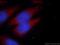 PTPN13 Like Y-Linked 2 antibody, 24688-1-AP, Proteintech Group, Immunofluorescence image 