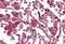 Resistin antibody, MBS244828, MyBioSource, Immunohistochemistry paraffin image 