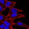 TSC Complex Subunit 2 antibody, MAB40401, R&D Systems, Immunofluorescence image 