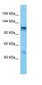 Protein Phosphatase 6 Regulatory Subunit 2 antibody, orb327341, Biorbyt, Western Blot image 
