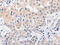 Purinergic Receptor P2Y11 antibody, CSB-PA139014, Cusabio, Immunohistochemistry paraffin image 