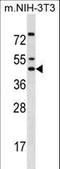 Iroquois Homeobox 5 antibody, LS-C165298, Lifespan Biosciences, Western Blot image 