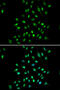 CXXC Finger Protein 1 antibody, 19-875, ProSci, Immunofluorescence image 