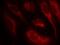 Heat Shock Transcription Factor 1 antibody, PA5-37599, Invitrogen Antibodies, Immunofluorescence image 