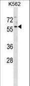 MANSC Domain Containing 1 antibody, LS-C157877, Lifespan Biosciences, Western Blot image 