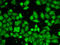 MTOR Associated Protein, LST8 Homolog antibody, LS-C748642, Lifespan Biosciences, Immunofluorescence image 