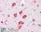 T Cell Leukemia/Lymphoma 1A antibody, 46-477, ProSci, Enzyme Linked Immunosorbent Assay image 