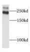 KIAA1027 antibody, FNab08495, FineTest, Western Blot image 