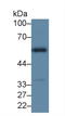 Hyaluronidase 1 antibody, LS-C294542, Lifespan Biosciences, Western Blot image 