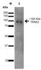 Trafficking Kinesin Protein 2 antibody, orb376713, Biorbyt, Western Blot image 