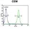 Musashi RNA Binding Protein 1 antibody, abx026533, Abbexa, Western Blot image 