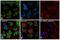 Histone Cluster 1 H2B Family Member I antibody, MA5-24698, Invitrogen Antibodies, Immunofluorescence image 