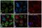 H2B/g antibody, MA5-24698, Invitrogen Antibodies, Immunofluorescence image 