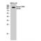 Exportin 1 antibody, LS-C387607, Lifespan Biosciences, Western Blot image 