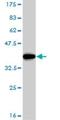 E2F Transcription Factor 6 antibody, H00001876-M02, Novus Biologicals, Western Blot image 