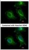 Integrin Alpha FG-GAP Repeat Containing 1 antibody, NBP2-16998, Novus Biologicals, Immunofluorescence image 