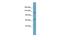 RNA Polymerase Mitochondrial antibody, PA5-43205, Invitrogen Antibodies, Western Blot image 