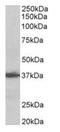 Aminoacyl TRNA Synthetase Complex Interacting Multifunctional Protein 1 antibody, orb12342, Biorbyt, Western Blot image 