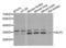 E74 Like ETS Transcription Factor 5 antibody, LS-C346265, Lifespan Biosciences, Western Blot image 