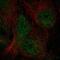 WDFY Family Member 4 antibody, HPA040634, Atlas Antibodies, Immunofluorescence image 