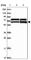 Katanin Catalytic Subunit A1 Like 2 antibody, HPA040712, Atlas Antibodies, Western Blot image 