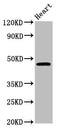 Ceramide Synthase 3 antibody, LS-C674327, Lifespan Biosciences, Western Blot image 