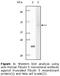 DANCE antibody, LS-C47172, Lifespan Biosciences, Western Blot image 