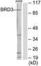 Bromodomain Containing 3 antibody, TA314713, Origene, Western Blot image 