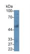 Phospholipase A2 Group VII antibody, LS-C297447, Lifespan Biosciences, Western Blot image 
