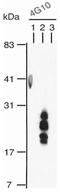 Heparin Binding EGF Like Growth Factor antibody, GTX00702, GeneTex, Western Blot image 